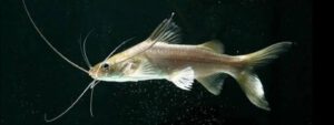 ปลาอีกง (Long-whiskered catfish I