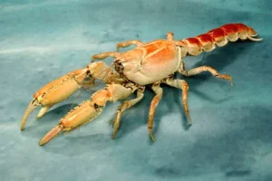 แม่หอบ หรือ จอมหอบ (Mud lobster, Mangrove lobster) เป็นสัตว์น้ำไม่มีกระดูกสันหลังในกลุ่มครัสเตเชียนชนิดหนึ่ง อยู่ในสกุล Thalassina จัดเป็นสิ่งมีชีวิตดึกดำบรรพ์ที่ถือกำเนิดมาตั้งแต่ยุคไมโอซีนเมื่อ 16 ล้านปีก่อน
