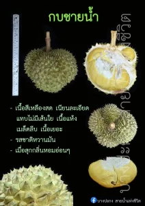 ขอบคุณภาพจาก บางปะกงสายน้ำแห่งชีวิต